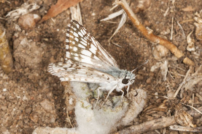 Common Checkered Skipper (Pyrgus communis)