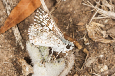 Common Checkered Skipper (Pyrgus communis)