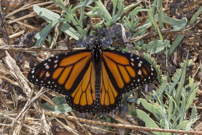 Monarch (Danaus plexippus)