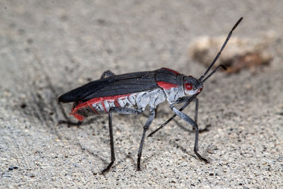 Red-shouldered Bug  (Jadera haematoloma)