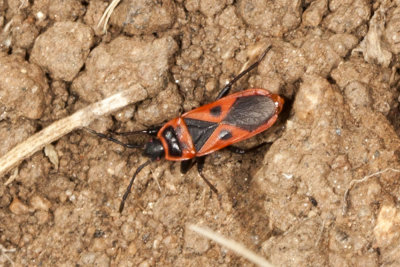 Red Bug (Cantius (=Lodosiana) aegyptius)