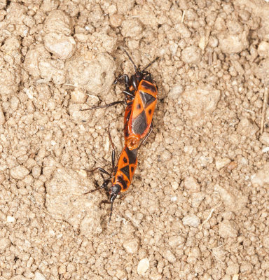 Red Bug (Cantius (=Lodosiana) aegyptius)