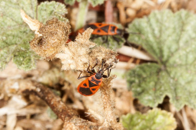Red Bug (Lodosiana aegyptius)