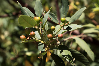 California Coffee Berry (Frangula californica)
