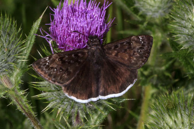 Funereal Duskywing  (Erynnis funeralis)