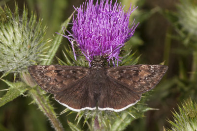Funereal Duskywing  (Erynnis funeralis)