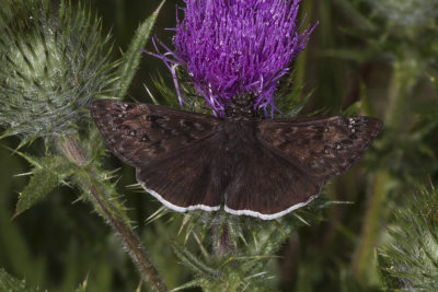 Funereal Duskywing  (Erynnis funeralis)