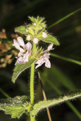 Hedge Nettle (Stachys ajugoides rigida)