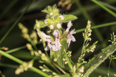 Hedge Nettle (Stachys ajugoides rigida)