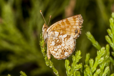 Mylitta Crescent  (Phyciodes mylitta mylitta)