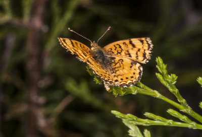 Mylitta Crescent  (Phyciodes mylitta mylitta)