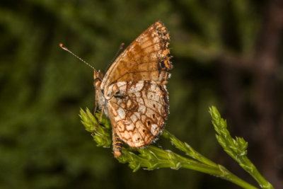 Mylitta Crescent  (Phyciodes mylitta mylitta)