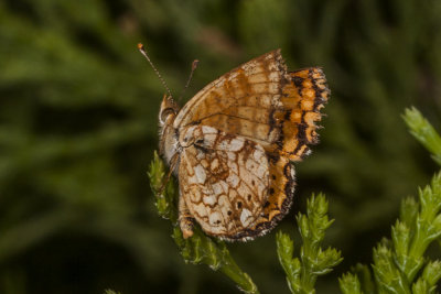 Mylitta Crescent  (Phyciodes mylitta mylitta)