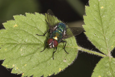 Oriental Latrine Fly (Chrysomya megacephala)