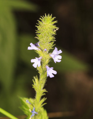 Western Vervain (Verbena lasiostachys)