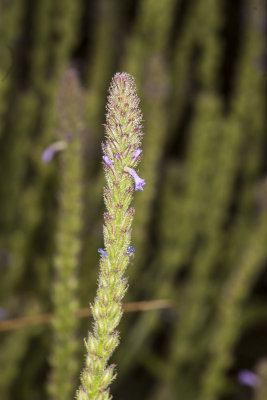 Western Vervain (Verbena lasiostachys)