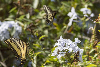 Anise Swallowtail   and Western Tiger Swallowtail