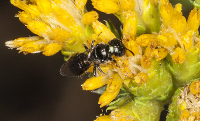 Square-headed Wasp  (Liris sp. )