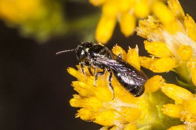 Square-headed Wasp  (Liris sp. )