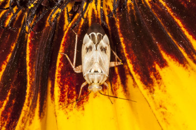 Tarnished Plant Bug (Lygus sp.)