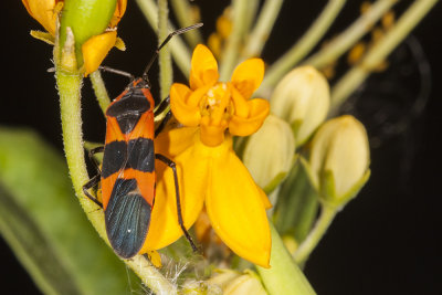 Large Milkweed Bug (Oncopeltus fasciatus)