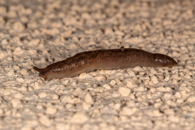 Garden Slugs (Deroceras laeve)