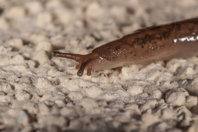 Garden Slugs (Deroceras laeve)