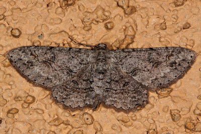 Mountain Mahogany Looper (Iridopsis clivinaria)