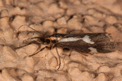 Unidentified Moth