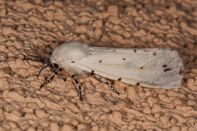 Salt Marsh Moth (Estigmene acrea)