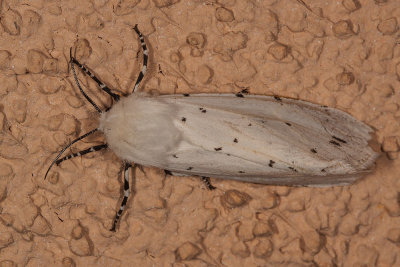 Salt Marsh Moth (Estigmene acrea)