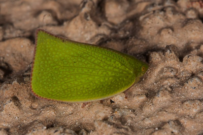  Torpedo Bug  (Siphanta acuta)