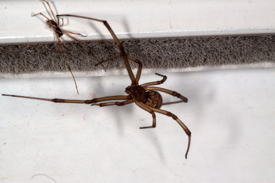 Brown widow  (Latrodectus geometricus)