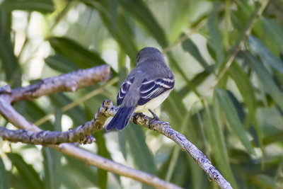 Willow Flycatcher