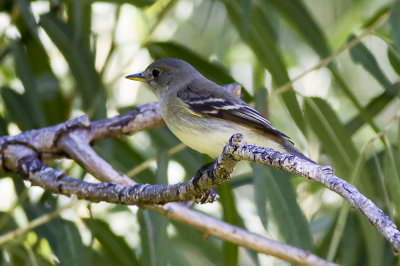 Willow Flycatcher