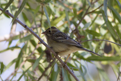 Clay-colored Sparrow