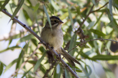 Clay-colored Sparrow