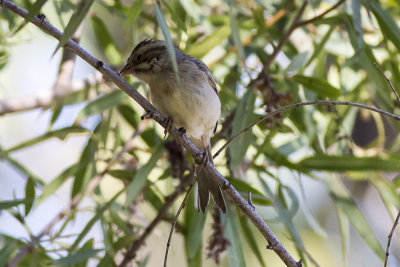 Clay-colored Sparrow
