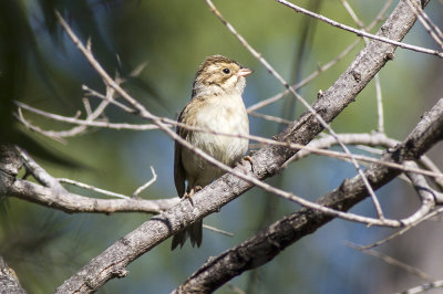 Clay-colored Sparrow