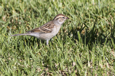 Brewer's Sparrow