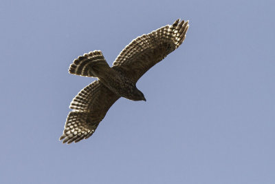 Cooper's Hawk