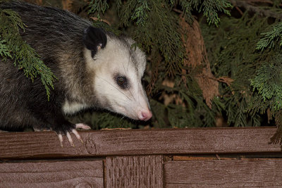 Opossum