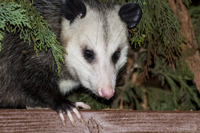 Opossum