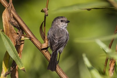 Bushtit