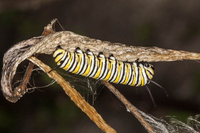 Monarch (Danaus plexippus)