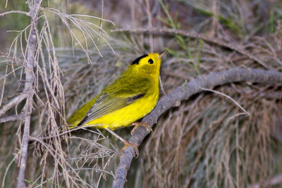 Wilson's Warbler