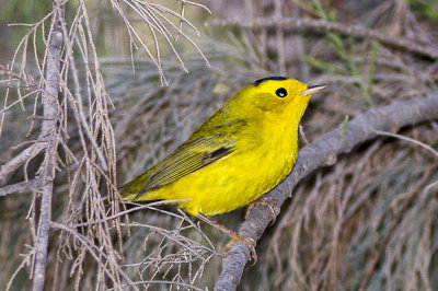 Wilson's Warbler