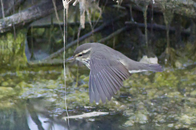 Northern Waterthrush