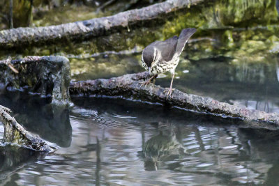 Northern Waterthrush