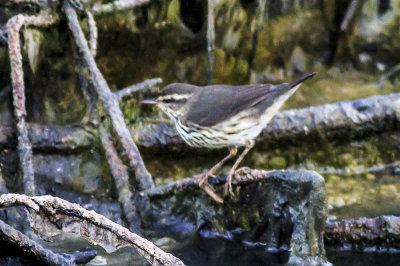 Northern Waterthrush